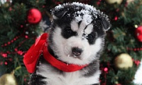 Поздравляем с Новым годом