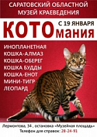 В Саратове стартует "КОТОмания"